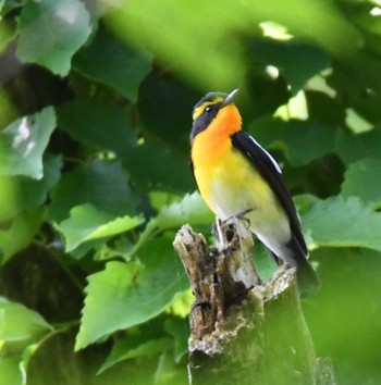 2022年5月3日(火) 舞岡公園の野鳥観察記録