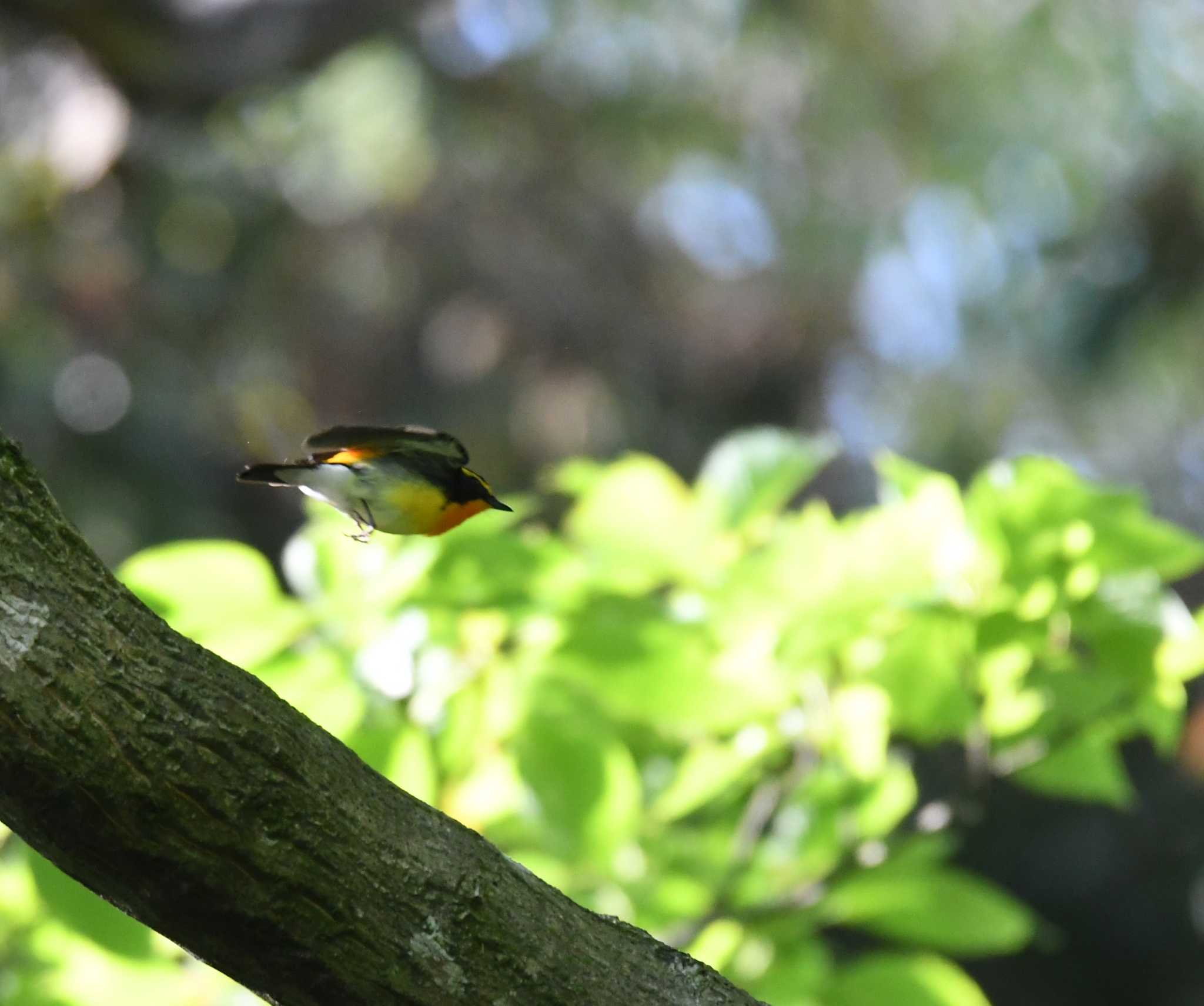 舞岡公園 キビタキの写真 by エスパシオ