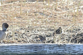 タシギ 米子水鳥公園 2021年12月9日(木)