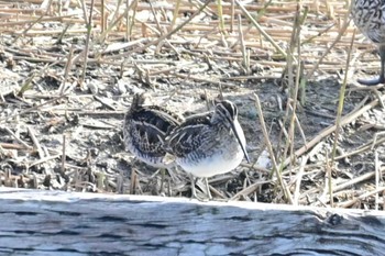 タシギ 米子水鳥公園 2021年12月9日(木)