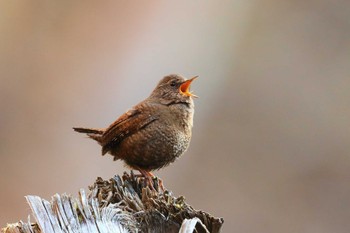 Eurasian Wren Unknown Spots Mon, 5/2/2022