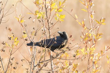 ハシブトガラス 場所が不明 2017年11月25日(土)