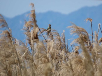 Tue, 5/3/2022 Birding report at 鈴鹿川派川河口