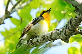 2022年5月3日(火) Ojkの野鳥観察記録