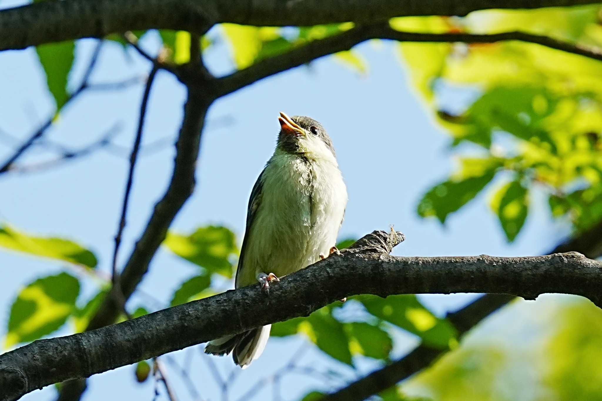 シジュウカラ