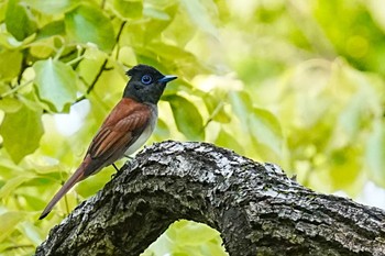 サンコウチョウ Ojk 2022年5月3日(火)