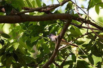 サンコウチョウ 大阪城公園 2022年5月3日(火)