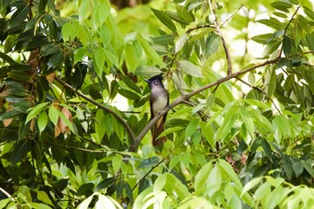 サンコウチョウ 大阪城公園 2022年5月3日(火)