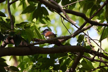 サンコウチョウ 大阪城公園 2022年5月3日(火)