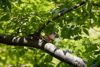 サンコウチョウ 大阪城公園 2022年5月3日(火)