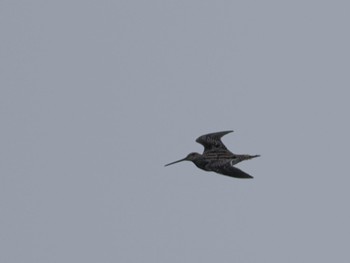 Common Snipe 境川遊水地公園 Fri, 4/29/2022