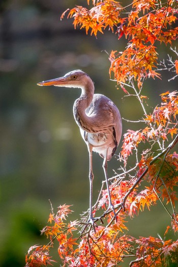 Grey Heron Akashi Park Mon, 11/27/2017