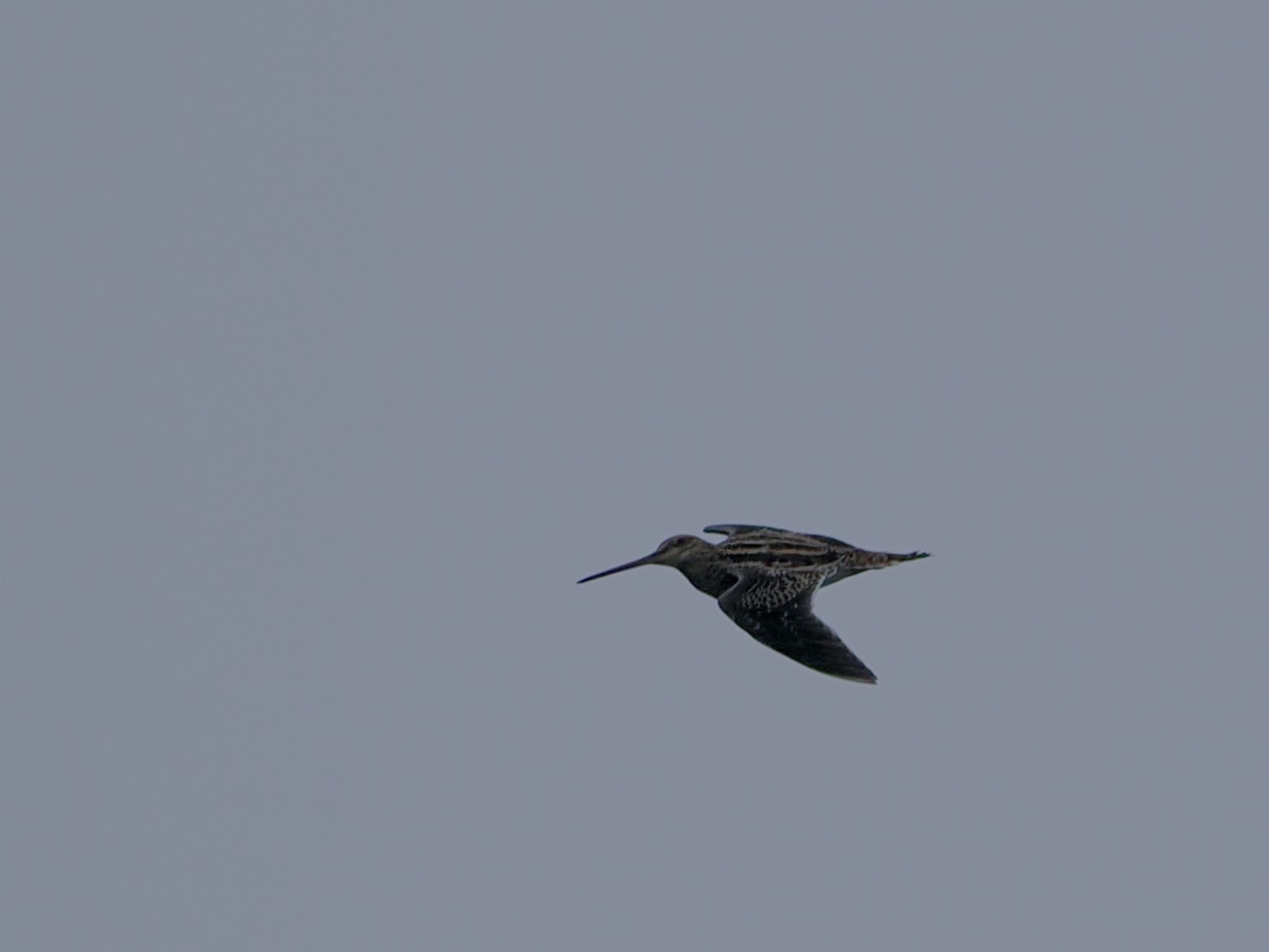 Photo of Common Snipe at 境川遊水地公園 by アポちん