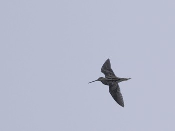 Common Snipe 境川遊水地公園 Fri, 4/29/2022