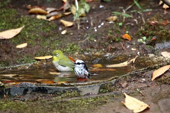 エナガ 光が丘公園 2017年11月29日(水)