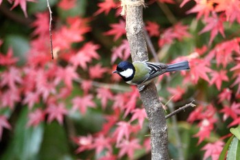 シジュウカラ 光が丘公園 2017年11月29日(水)