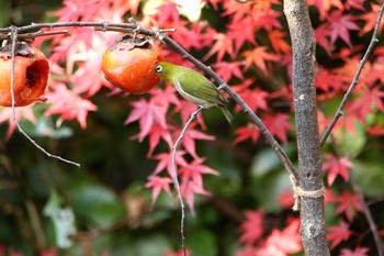 メジロ 光が丘公園 2017年11月29日(水)