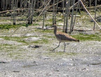 2022年5月3日(火) 六郷橋緑地の野鳥観察記録