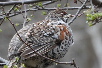 Hazel Grouse Tomakomai Experimental Forest Tue, 5/3/2022