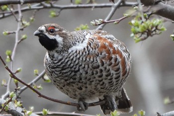 エゾライチョウ 北大研究林(北海道大学苫小牧研究林) 2022年5月3日(火)