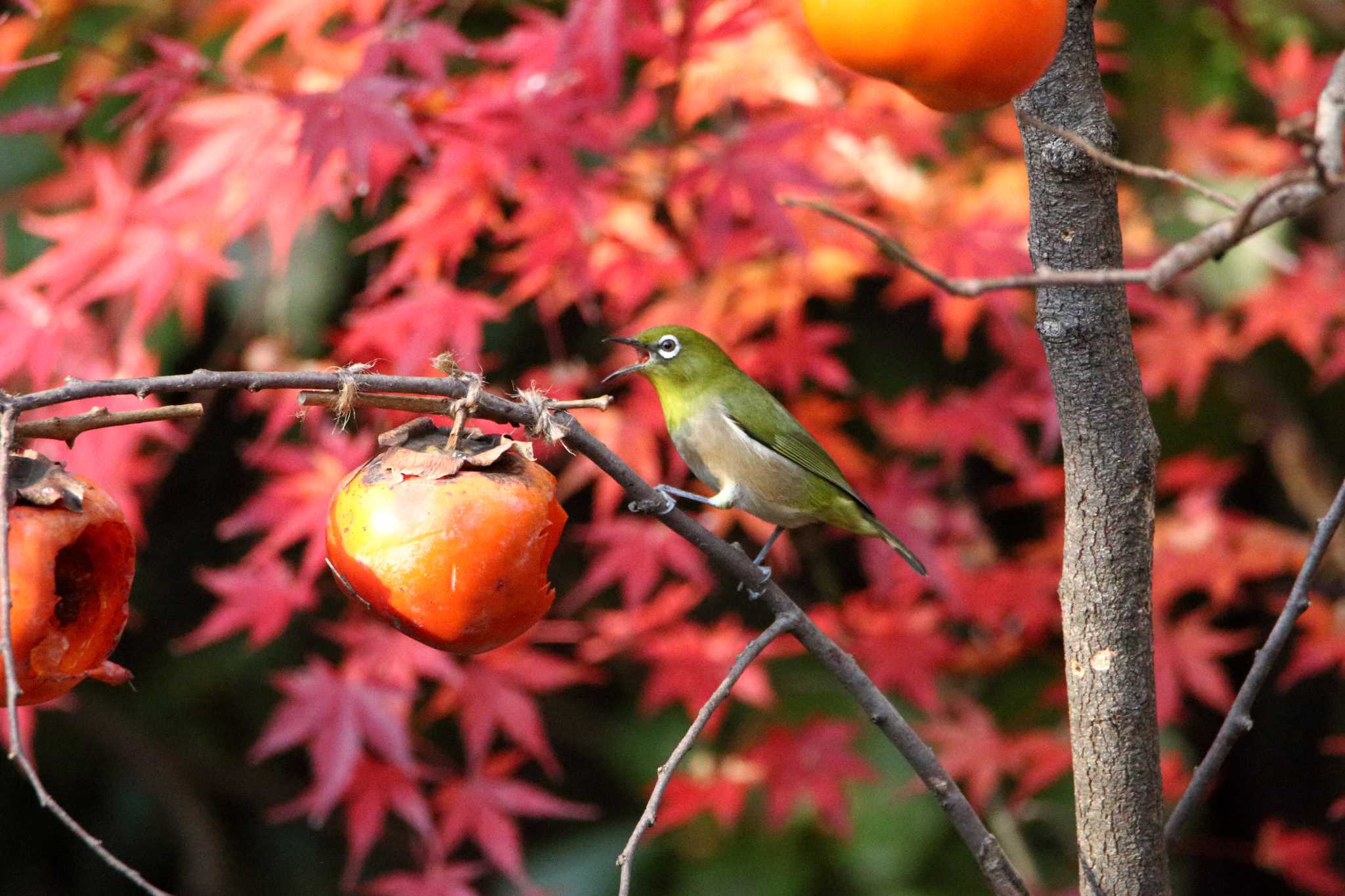 紅葉より柿だ(^^)/ by tokky