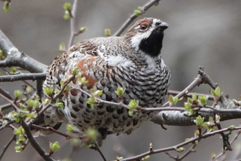 Hazel Grouse Tomakomai Experimental Forest Tue, 5/3/2022