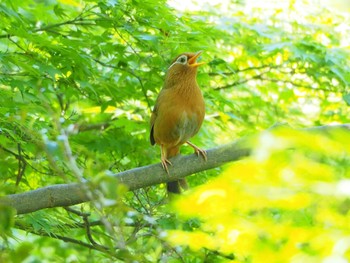 Chinese Hwamei 東京都立桜ヶ丘公園(聖蹟桜ヶ丘) Tue, 5/3/2022