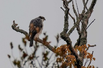 Eurasian Goshawk 奈良市水上池 Wed, 11/29/2017