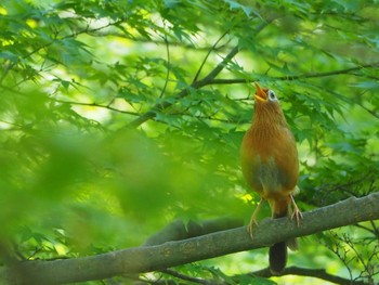 ガビチョウ 東京都立桜ヶ丘公園(聖蹟桜ヶ丘) 2022年5月3日(火)