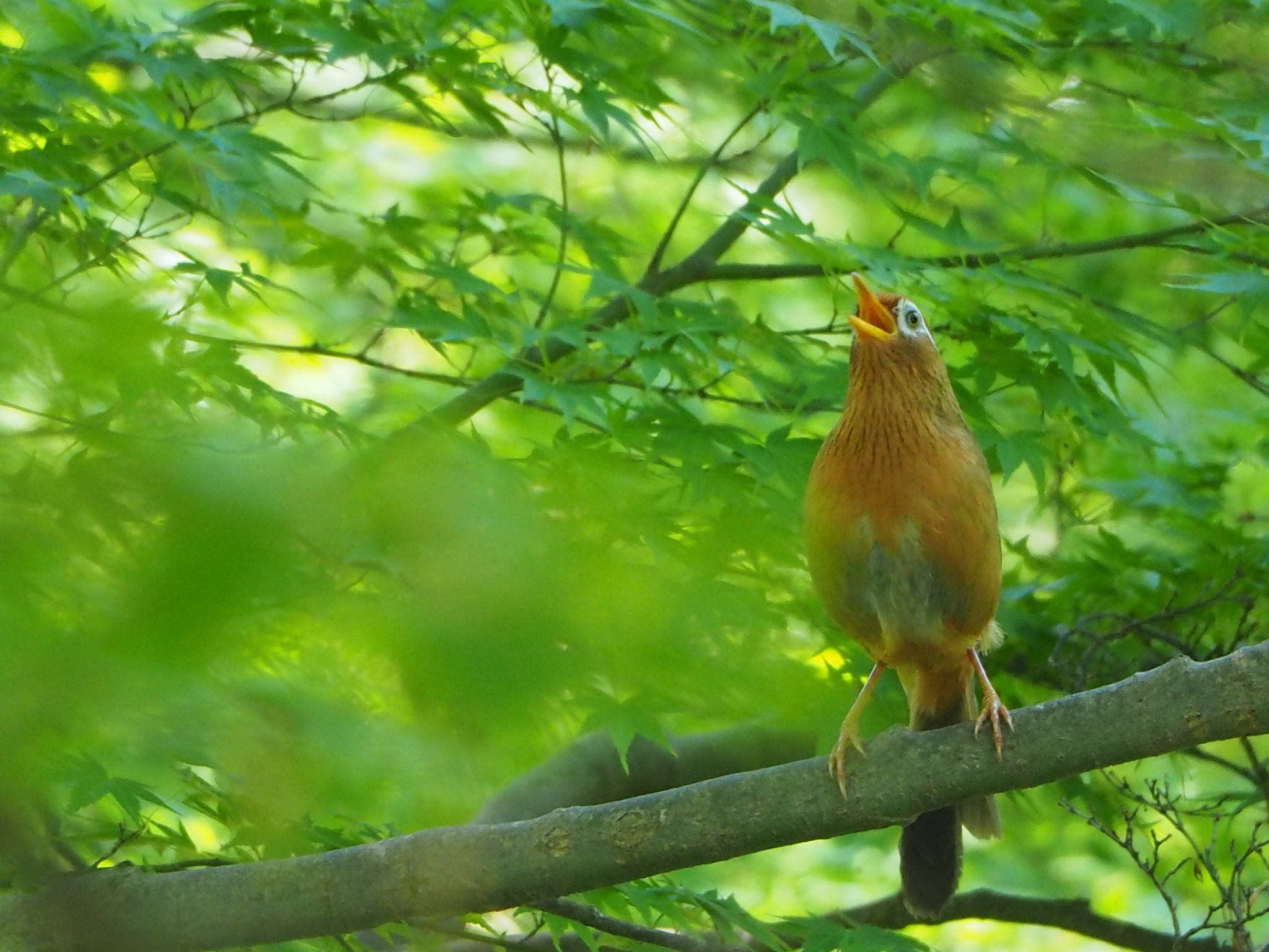 ガビチョウ