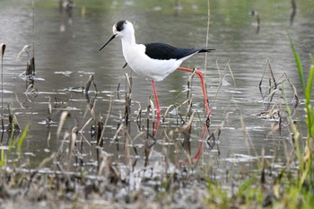 セイタカシギ 茨戸川緑地 2022年5月3日(火)