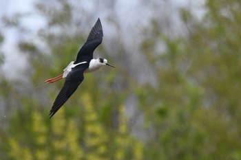 セイタカシギ 茨戸川緑地 2022年5月3日(火)