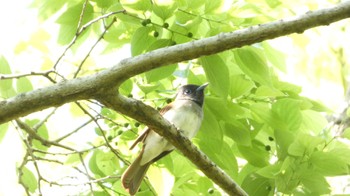 サンコウチョウ 大阪城公園 2022年5月3日(火)