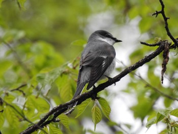 サンショウクイ 軽井沢野鳥の森 2022年5月3日(火)