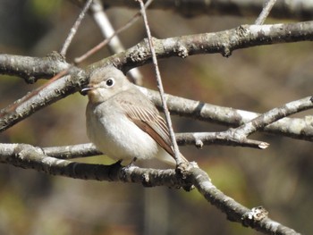 コサメビタキ 軽井沢野鳥の森 2022年5月3日(火)