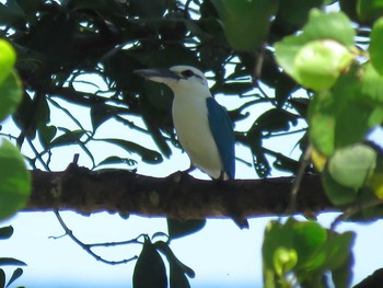 Beach Kingfisher