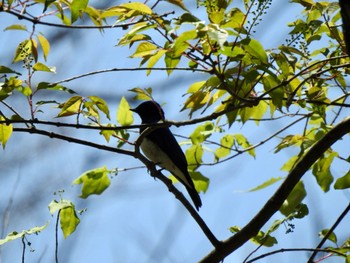 オオルリ 軽井沢野鳥の森 2022年5月3日(火)