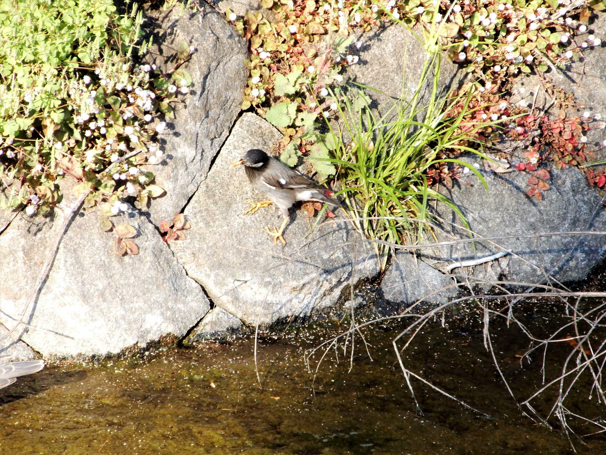 White-cheeked Starling