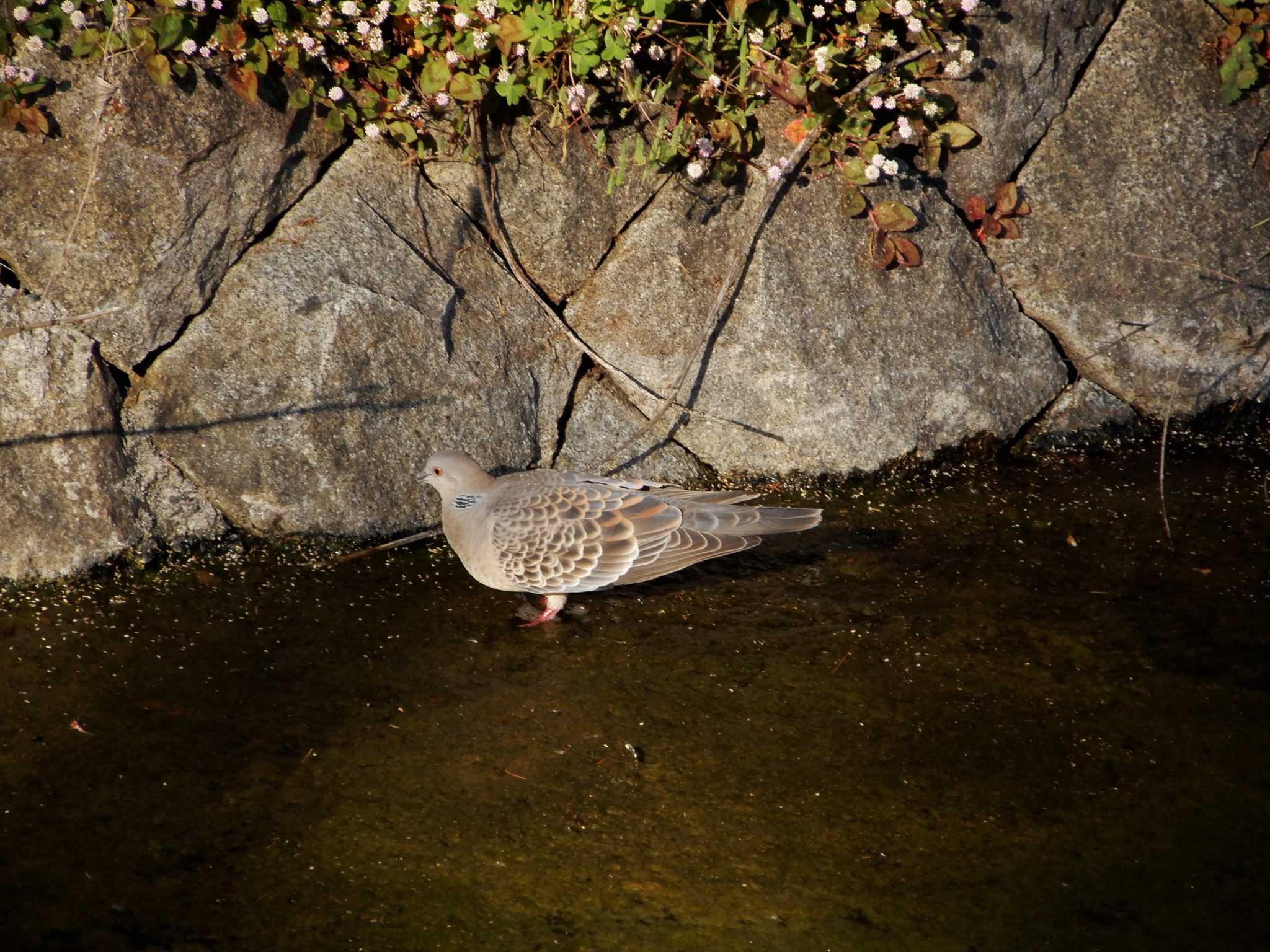 Oriental Turtle Dove