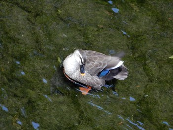 Eastern Spot-billed Duck 哲学堂公園 Tue, 5/3/2022