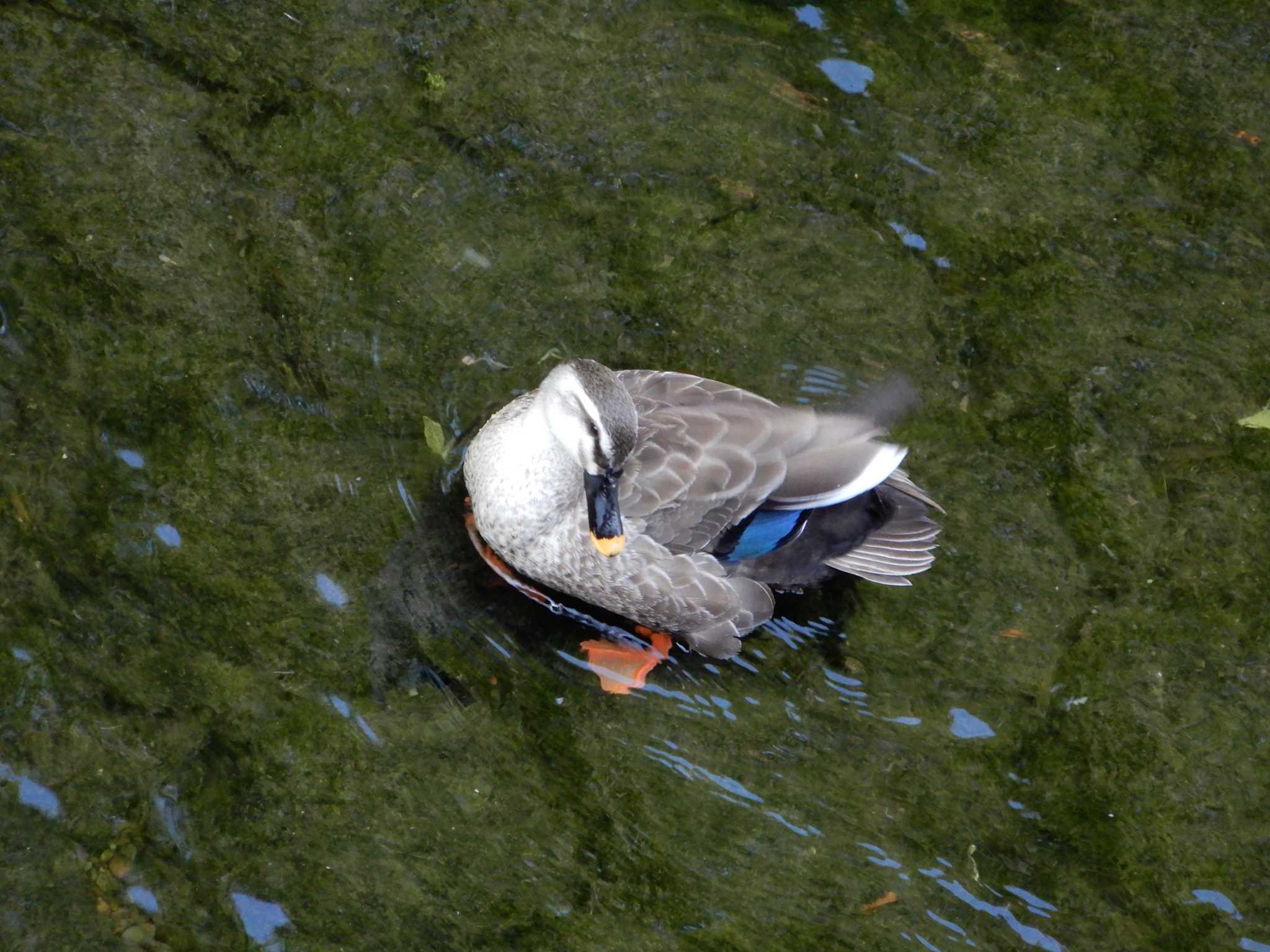 Eastern Spot-billed Duck