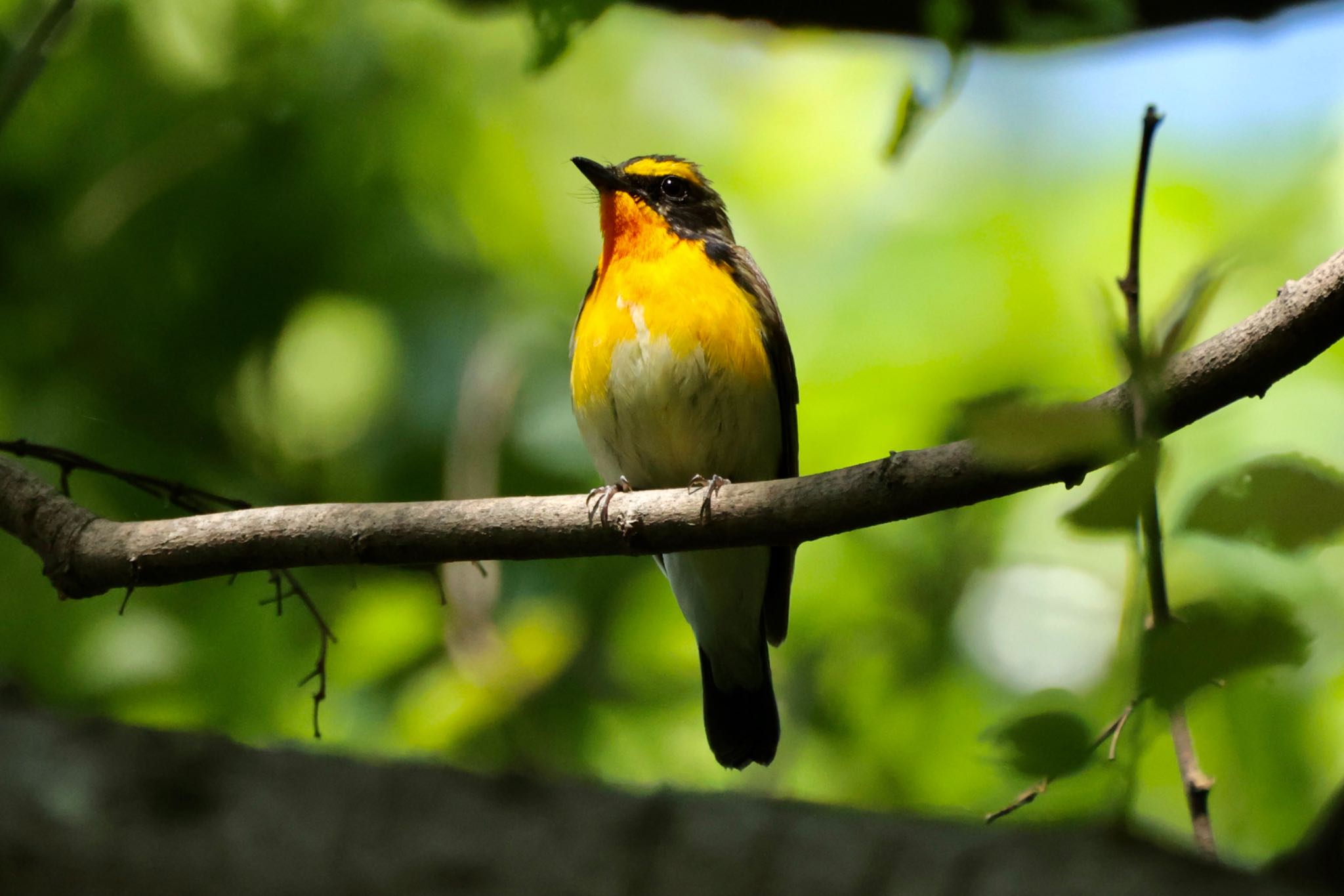 大麻生野鳥の森公園 キビタキの写真 by なおんなおん