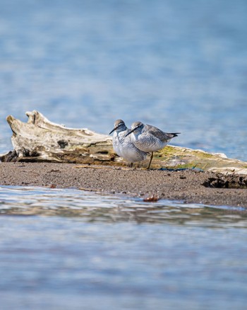 Grey-tailed Tattler 長野県 Mon, 5/2/2022