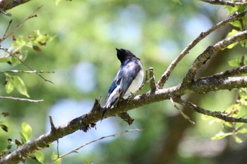 Blue-and-white Flycatcher 山梨県 荒川ダム Tue, 5/3/2022