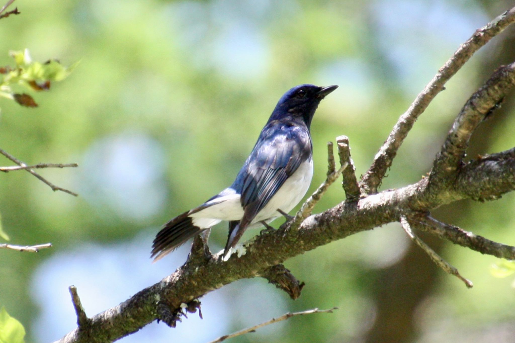 Photo of Blue-and-white Flycatcher at 山梨県 荒川ダム by 中村 直美