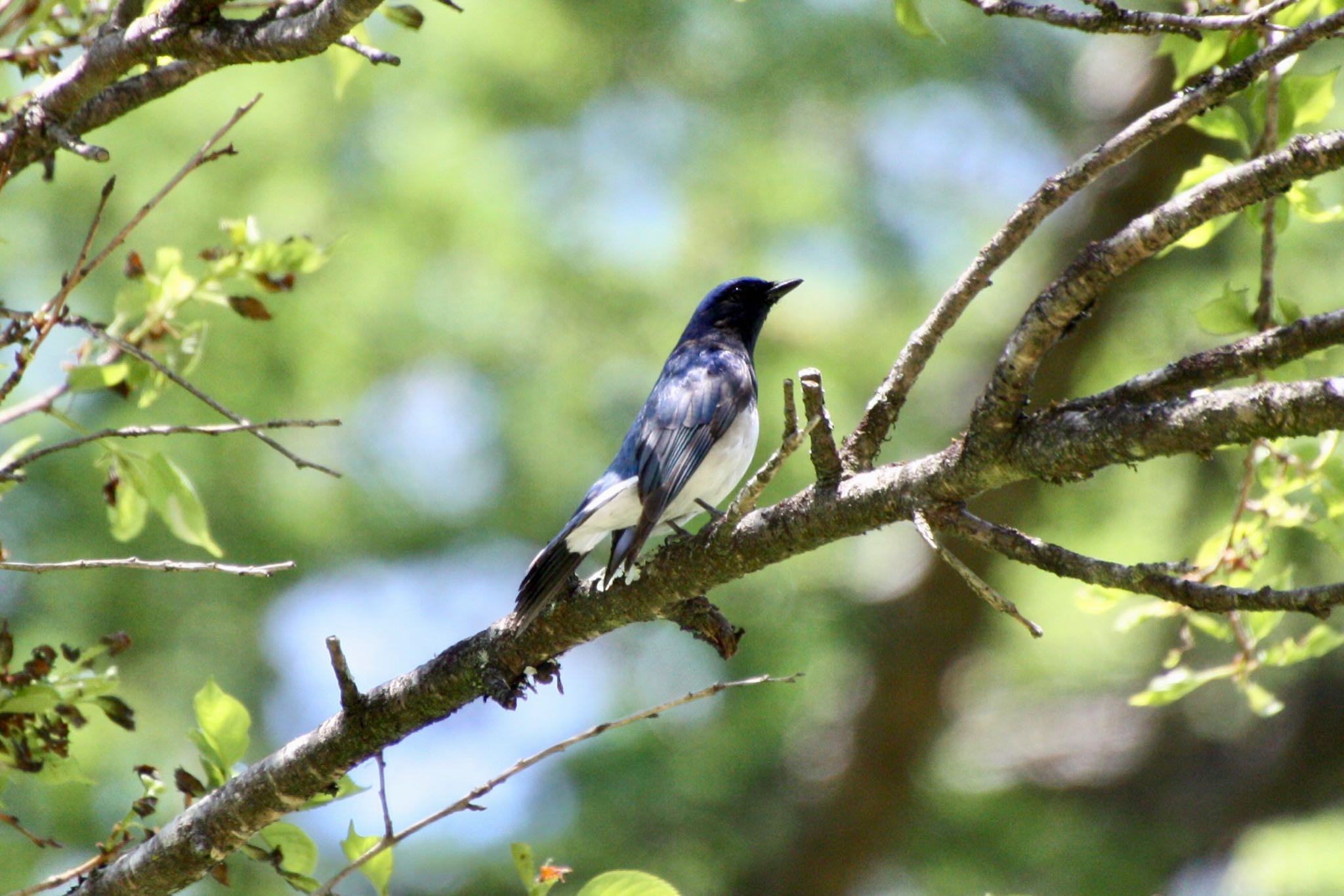 Photo of Blue-and-white Flycatcher at 山梨県 荒川ダム by 中村 直美