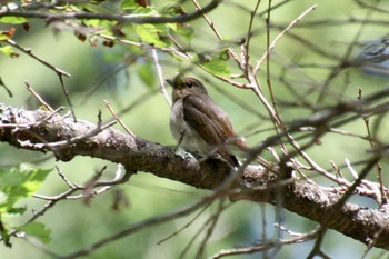 Blue-and-white Flycatcher 山梨県 荒川ダム Tue, 5/3/2022