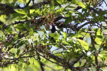 シジュウカラ 山梨県 荒川ダム 2022年5月3日(火)