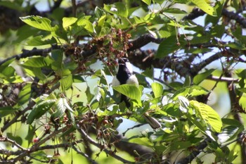 シジュウカラ 山梨県 荒川ダム 2022年5月3日(火)