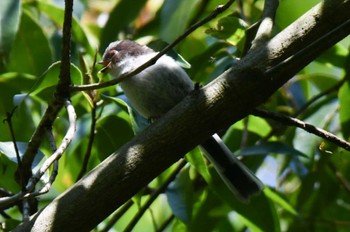 2022年5月3日(火) 明治神宮の野鳥観察記録